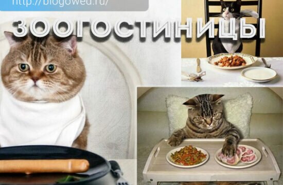 Зоогостиницы